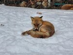 13022025_Samsung Galaxy Note20 Ultra_29th round to Hokkaido_Kitamishi_Kitakitsune Farm00026