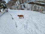 13022025_Samsung Galaxy Note20 Ultra_29th round to Hokkaido_Kitamishi_Kitakitsune Farm00028