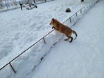 13022025_Samsung Galaxy Note20 Ultra_29th round to Hokkaido_Kitamishi_Kitakitsune Farm00029