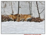 13022025_Samsung Galaxy Note20 Ultra_29th round to Hokkaido_Kitamishi_Kitakitsune Farm00047