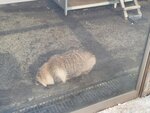 13022025_Samsung Galaxy Note20 Ultra_29th round to Hokkaido_Kitamishi_Kitakitsune Farm00082