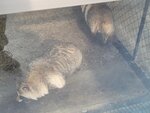 13022025_Samsung Galaxy Note20 Ultra_29th round to Hokkaido_Kitamishi_Kitakitsune Farm00086
