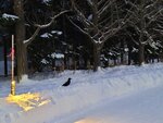 14022025_Samsung Galaxy Note20 Ultra_29th round to Hokkaido_Sapporo Morning_Nakajima Koen00007