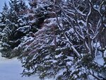 14022025_Samsung Galaxy Note20 Ultra_29th round to Hokkaido_Sapporo Morning_Nakajima Koen00020