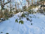 14022025_Samsung Galaxy Note20 Ultra_29th round to Hokkaido_Takino Suzuran Hillside Park00056