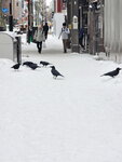 15022025_Samsung Galaxy Note20 Ultra_29th round to Hokkaido_Susukino Morning00013