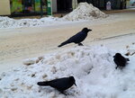 15022025_Samsung Galaxy Note20 Ultra_29th round to Hokkaido_Susukino Morning00015