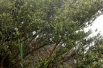 04072010_Tai Mo Shan00004