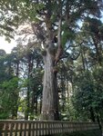 11052023_Samsung Smartphone Galaxy S10 Plus_Kyushu Tour_Kirishima Jinku00004