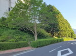 11052023_Samsung Smartphone Galaxy S10 Plus_Kyushu Tour_Kirishima Royal Hotel_Outside00009