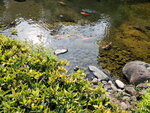 11052023_Samsung Smartphone Galaxy S10 Plus_Kyushu Tour_Suizenji Jojuen00027