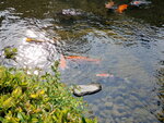 11052023_Samsung Smartphone Galaxy S10 Plus_Kyushu Tour_Suizenji Jojuen00028