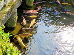 11052023_Samsung Smartphone Galaxy S10 Plus_Kyushu Tour_Suizenji Jojuen00030
