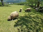 11052023_Samsung Smartphone Galaxy S10 Plus_Kyushu Tour_Takachiho Bokujou00017