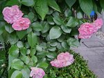 12052023_Samsung Smartphone Galaxy S10 Plus_Kyushu Tour_Quintessa Hotel00006