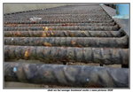 29022020_Shek Wu Hui Sewage Treatment Works Snapshots00006