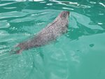 03022026_32 round to Hokkaido_Monbetsu Harbour Seal Park00008