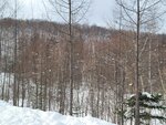 04022026_32 round to Hokkaido_Bieicho_Snowy Aoiike00062