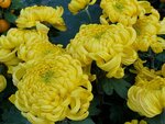 20012023_Samsung Smartphone Galaxy S10 Plus_Victoria Park CNY Flower Fair_Chrysanthemum00006