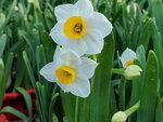 20012023_Samsung Smartphone Galaxy S10 Plus_Victoria Park CNY Flower Fair_Daffodil00049