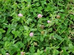 27082023_Samsung Smartphone Galaxy S10 Plus_25th round to Hokkaido_Rebun Island_Takayama Botanical Garden00017