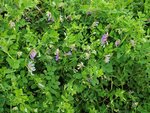 27082023_Samsung Smartphone Galaxy S10 Plus_25th round to Hokkaido_Rebun Island_Takayama Botanical Garden00022