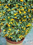 20012023_Samsung Smartphone Galaxy S10 Plus_Victoria Park CNY Flower Fair_Mandarin Orange00001