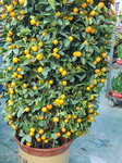 20012023_Samsung Smartphone Galaxy S10 Plus_Victoria Park CNY Flower Fair_Mandarin Orange00002