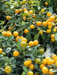 20012023_Samsung Smartphone Galaxy S10 Plus_Victoria Park CNY Flower Fair_Mandarin Orange00003