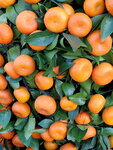 20012023_Samsung Smartphone Galaxy S10 Plus_Victoria Park CNY Flower Fair_Mandarin Orange00004