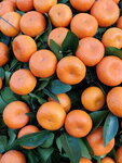 20012023_Samsung Smartphone Galaxy S10 Plus_Victoria Park CNY Flower Fair_Mandarin Orange00005