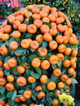 20012023_Samsung Smartphone Galaxy S10 Plus_Victoria Park CNY Flower Fair_Mandarin Orange00006