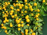 20012023_Samsung Smartphone Galaxy S10 Plus_Victoria Park CNY Flower Fair_Mandarin Orange00008