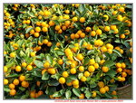 20012023_Samsung Smartphone Galaxy S10 Plus_Victoria Park CNY Flower Fair_Mandarin Orange00009