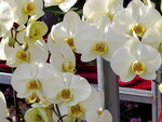 20012023_Samsung Smartphone Galaxy S10 Plus_Victoria Park CNY Flower Fair_Orchid00013