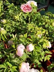 20012023_Samsung Smartphone Galaxy S10 Plus_Victoria Park CNY Flower Fair_Peony00004