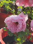 20012023_Samsung Smartphone Galaxy S10 Plus_Victoria Park CNY Flower Fair_Peony00005