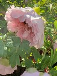 20012023_Samsung Smartphone Galaxy S10 Plus_Victoria Park CNY Flower Fair_Peony00006