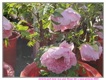 20012023_Samsung Smartphone Galaxy S10 Plus_Victoria Park CNY Flower Fair_Peony00008