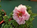20012023_Samsung Smartphone Galaxy S10 Plus_Victoria Park CNY Flower Fair_Peony00009