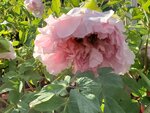 20012023_Samsung Smartphone Galaxy S10 Plus_Victoria Park CNY Flower Fair_Peony00010