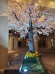 17032024_Samsung Smartphone Galaxy S10 Plus_Japan Tohoku Tour_Ibarakiken Crystal Palace Hotel00003