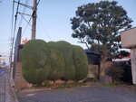 18032024_Samsung Smartphone Galaxy S10 Plus_Japan Tohoku Tour_Ibaraki Crystal Palace Hotel Morning00008