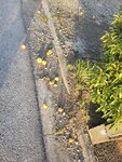 18032024_Samsung Smartphone Galaxy S10 Plus_Japan Tohoku Tour_Ibaraki Crystal Palace Hotel Morning00041