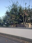 18032024_Samsung Smartphone Galaxy S10 Plus_Japan Tohoku Tour_Ibaraki Crystal Palace Hotel Morning00058