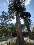 19032024_Samsung Smartphone Galaxy S10 Plus_Japan Tohoku Tour_Matsushima Zuiganji00044