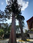 19032024_Samsung Smartphone Galaxy S10 Plus_Japan Tohoku Tour_Matsushima Zuiganji00045
