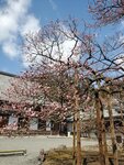 19032024_Samsung Smartphone Galaxy S10 Plus_Japan Tohoku Tour_Matsushima Zuiganji00046