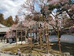 19032024_Samsung Smartphone Galaxy S10 Plus_Japan Tohoku Tour_Matsushima Zuiganji00047