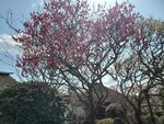 19032024_Samsung Smartphone Galaxy S10 Plus_Japan Tohoku Tour_Matsushima Zuiganji00056